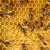 image abeille ruches a la une
