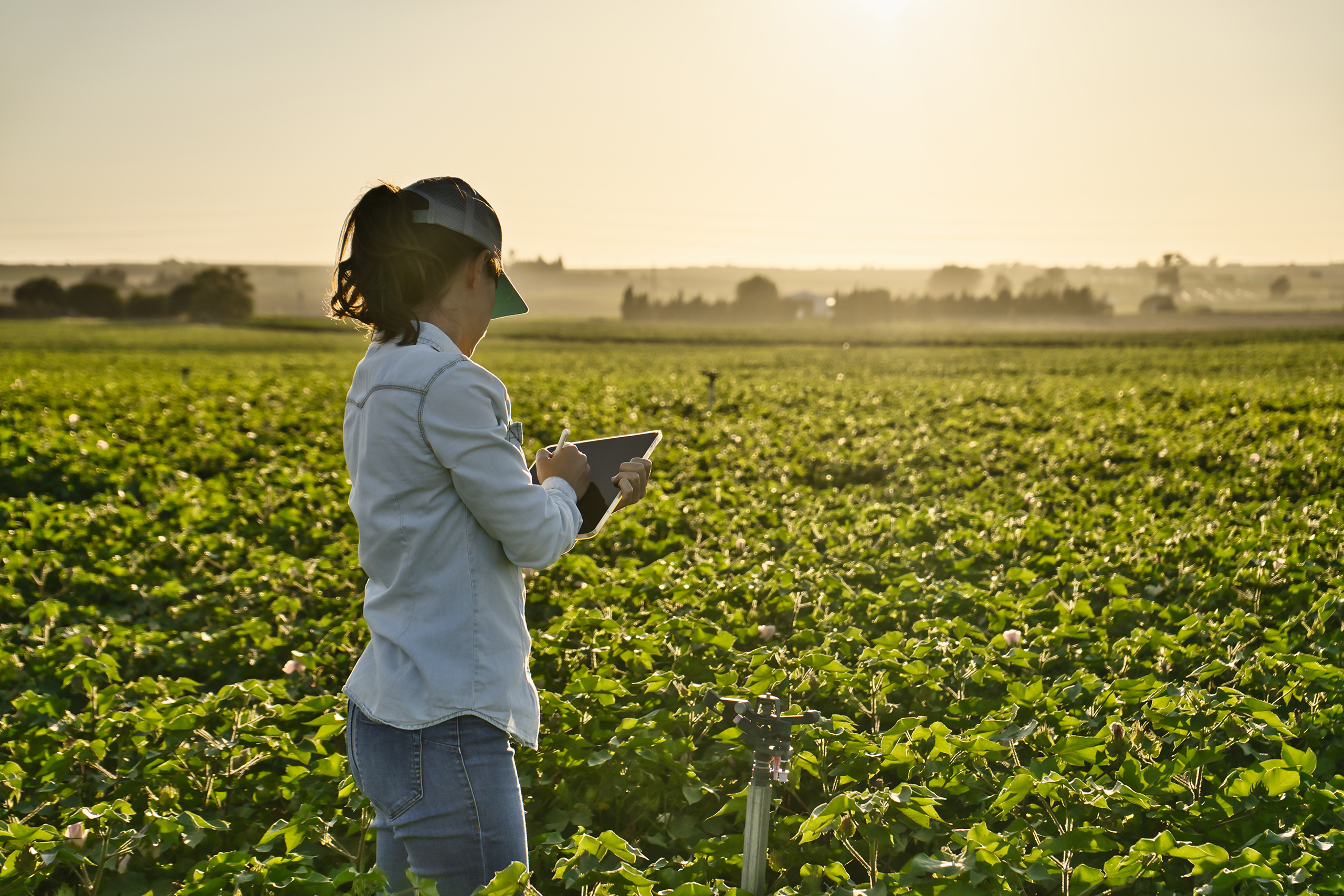 Smart farmer woman agronomist checks the field with tablet. Inteligent agriculture and digital agriculture. Female, young woman