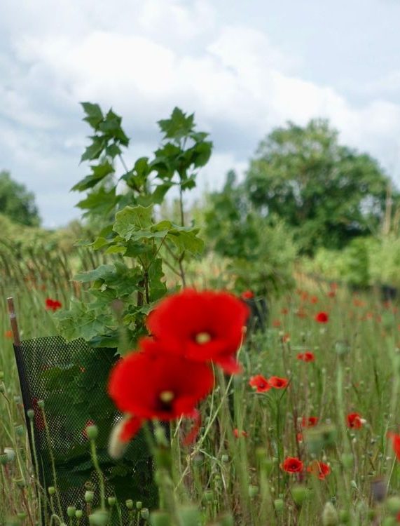 Photo coquelicots et érables