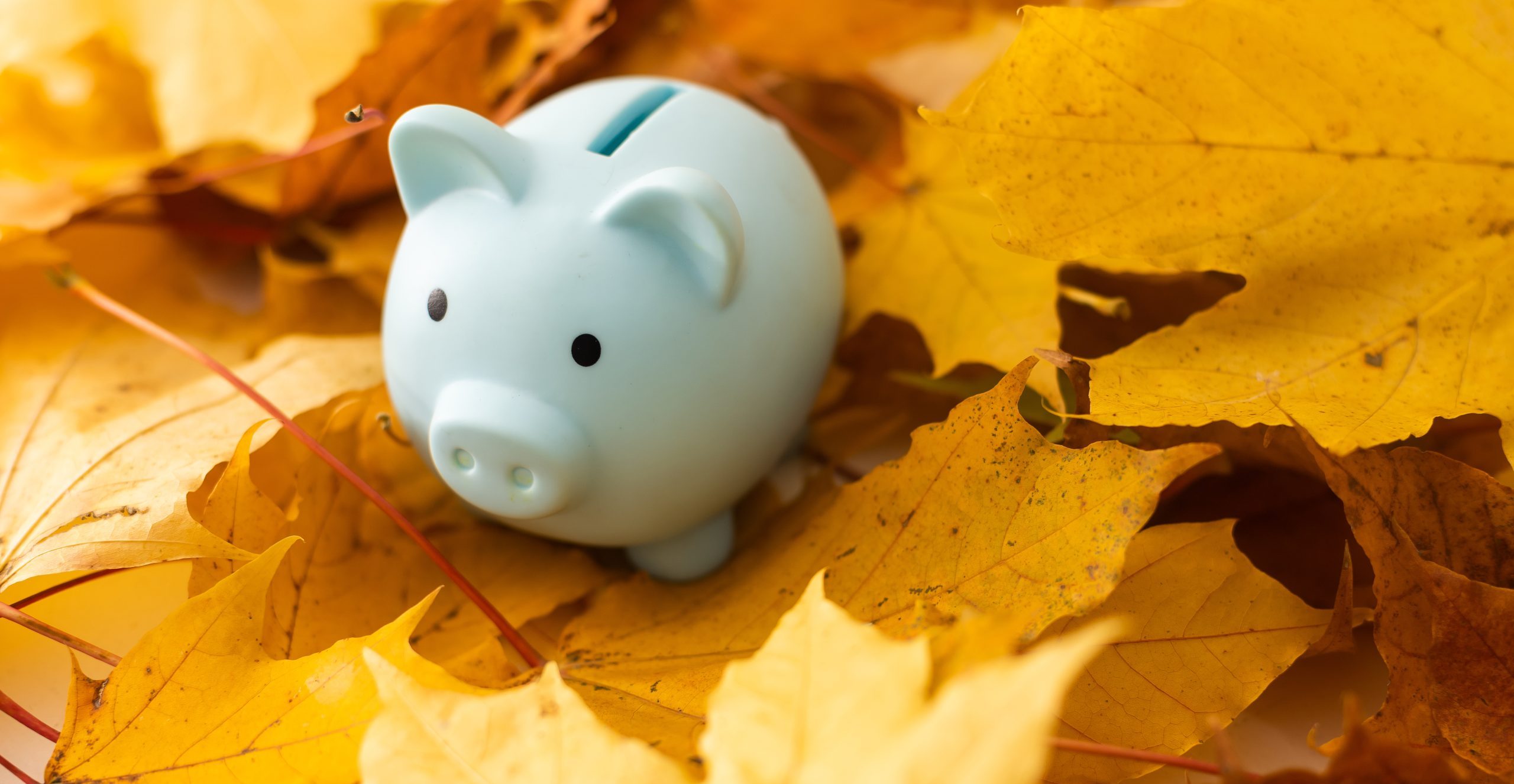 Pink piggy Bank in autumn leaves on the ground. Autumn background.